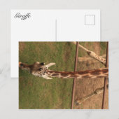 Carte Postale Giraffe #8 (Devant / Derrière)