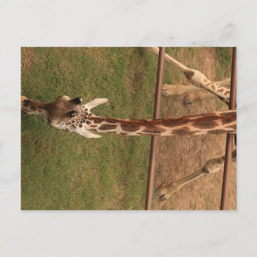 Carte Postale Giraffe #8 (Devant)