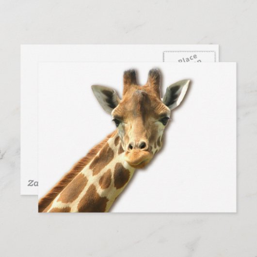 Carte postale Giraffe à col long (Devant / Derrière)
