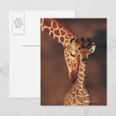 Carte Postale Giraffe adulte avec veau (Giraffa camelopardalis) (Devant / Derrière)