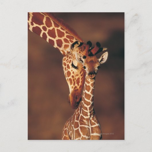 Carte Postale Giraffe adulte avec veau (Giraffa camelopardalis) (Devant)