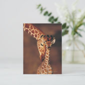 Carte Postale Giraffe adulte avec veau (Giraffa camelopardalis) (Debout devant)
