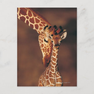 Carte Postale Giraffe adulte avec veau (Giraffa camelopardalis)