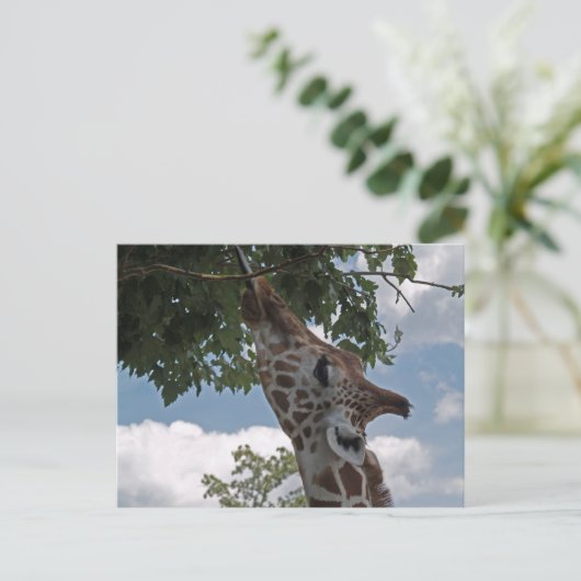 Carte Postale Giraffe affamée (Debout devant)