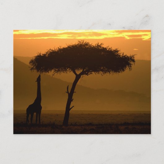 Carte Postale Giraffe au lever du soleil (Devant)