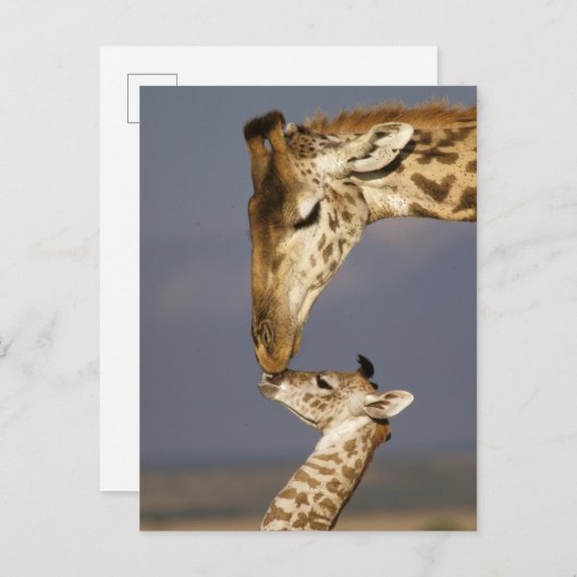 Carte Postale Giraffe Baiser Bébé Giraffe (Devant / Derrière)