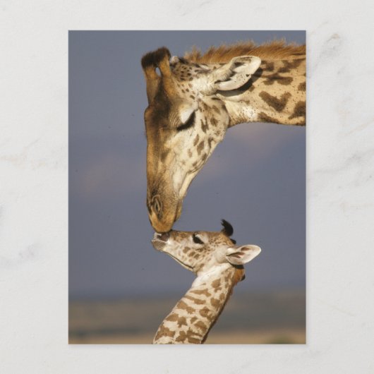 Carte Postale Giraffe Baiser Bébé Giraffe (Devant)
