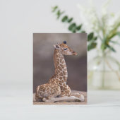 Carte postale Giraffe bébé (Debout devant)