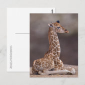 Carte postale Giraffe bébé (Devant / Derrière)