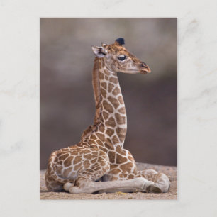 Carte postale Giraffe bébé