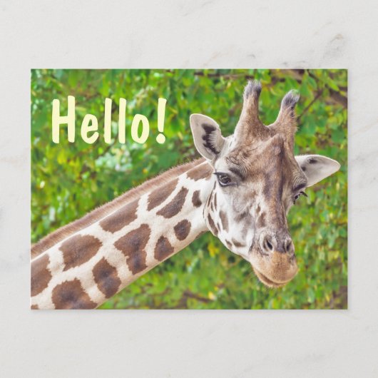 Carte Postale Giraffe Bonjour (Devant)