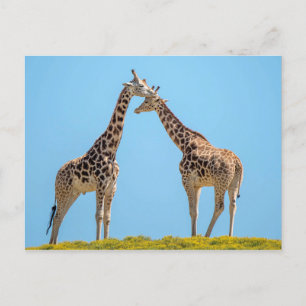 Carte Postale Giraffe Couple Portrait