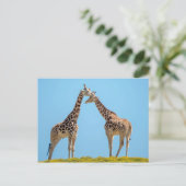 Carte Postale Giraffe Couple Portrait (Debout devant)