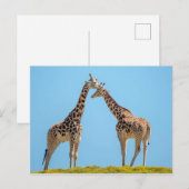 Carte Postale Giraffe Couple Portrait (Devant / Derrière)