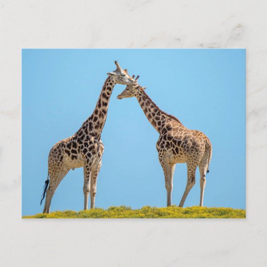 Carte Postale Giraffe Couple Portrait (Devant)
