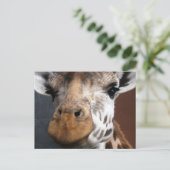 Carte postale Giraffe Cute (Debout devant)
