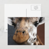 Carte postale Giraffe Cute (Devant / Derrière)