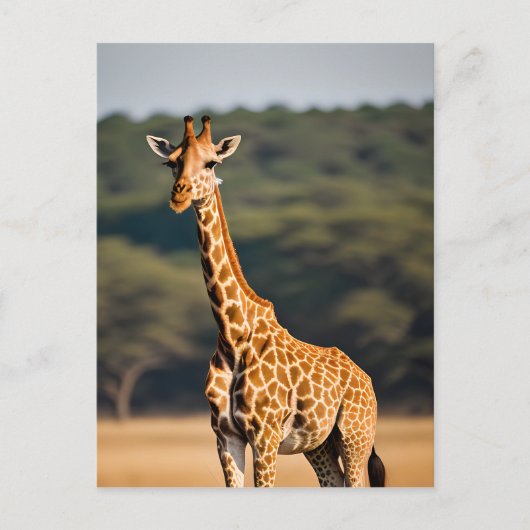 Carte Postale Giraffe debout haute (Devant)