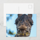 Carte Postale Giraffe douce (Devant / Derrière)