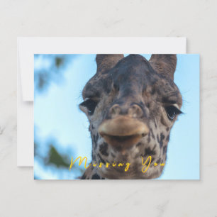 Carte Postale Giraffe douce