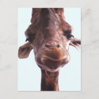 Giraffe Drôle Visage