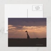 Carte Postale Giraffe du Massai (Devant / Derrière)