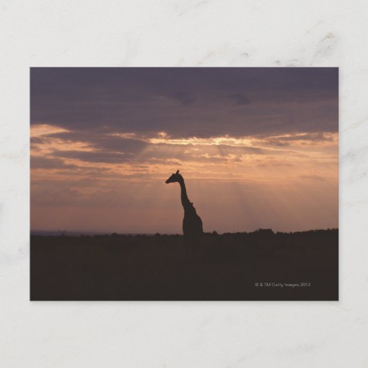 Carte Postale Giraffe du Massai (Devant)