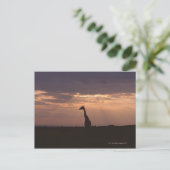 Carte Postale Giraffe du Massai (Debout devant)