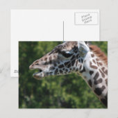 Carte postale Giraffe Eating (Devant / Derrière)