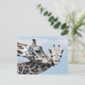 Carte Postale Giraffe embrasse son veau (Debout devant)