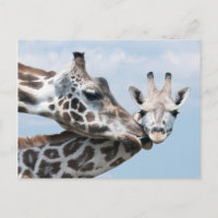 Giraffe embrasse son veau