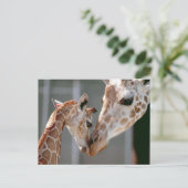 Carte postale Giraffe et Baby (Debout devant)