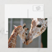 Carte postale Giraffe et Baby (Devant / Derrière)
