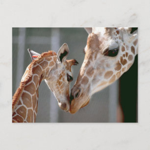 Carte postale Giraffe et Baby