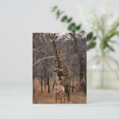 Carte Postale Giraffe et Giraffe de bébé (Debout devant)