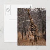 Carte Postale Giraffe et Giraffe de bébé (Devant / Derrière)
