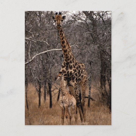 Carte Postale Giraffe et Giraffe de bébé (Devant)