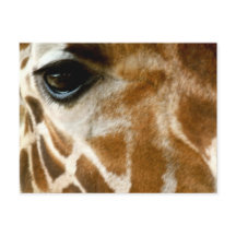 Giraffe Face | Zoo Animaux sauvages Nature Photo
