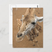 Carte postale Giraffe Gaze (Devant / Derrière)