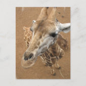 Carte postale Giraffe Gaze (Devant)