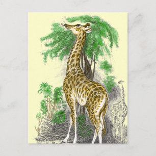 Carte Postale Giraffe Gifts