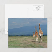 Carte Postale Giraffe (Giraffa camelopardalis) 2 (Devant / Derrière)