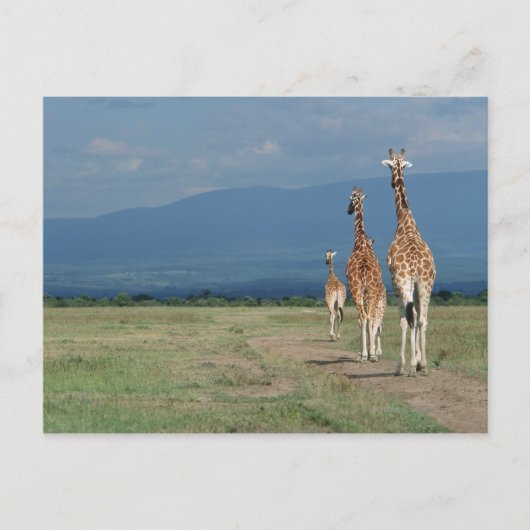 Carte Postale Giraffe (Giraffa camelopardalis) 2 (Devant)
