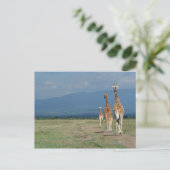 Carte Postale Giraffe (Giraffa camelopardalis) 2 (Debout devant)