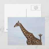 Carte Postale Giraffe (Giraffa camelopardalis), Chobe National (Devant / Derrière)