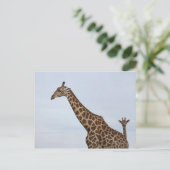 Carte Postale Giraffe (Giraffa camelopardalis), Chobe National (Debout devant)