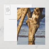 Carte Postale Giraffe (Giraffa Camelopardalis) eau potable (Devant / Derrière)
