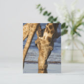 Carte Postale Giraffe (Giraffa Camelopardalis) eau potable (Debout devant)
