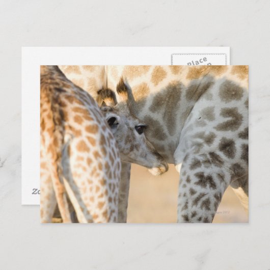 Carte Postale Giraffe (Giraffa camelopardalis) lait de veau, (Devant / Derrière)