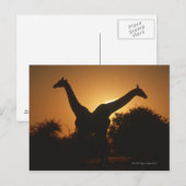 Carte Postale Giraffe (Giraffa camelopardalis) Paire (Devant / Derrière)